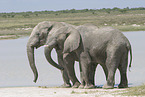African elephants