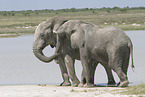 African elephants