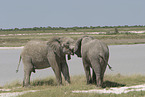 African elephants