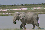 African elephant