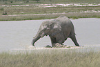 African elephant