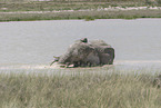 African elephant