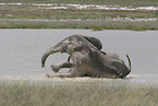 African elephant