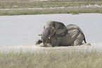 African elephant