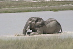 African elephant