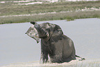 African elephant