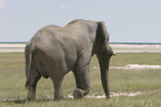 African elephant