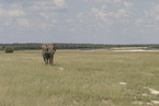 African elephant