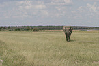 African elephant