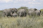 African elephants