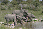African elephants