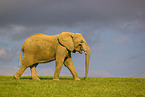 African elephant