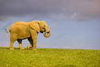 African elephant