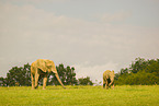 African elephants
