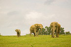 African elephants
