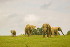 African elephants