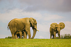 African elephants