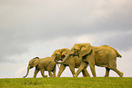 African elephants
