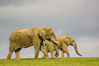 African elephants
