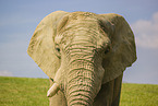 African elephant