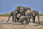 African elephants
