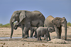 African elephants