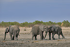 African elephants