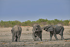African elephants