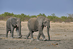 African elephants