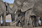 African elephants