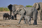 African elephants