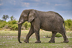 African elephant
