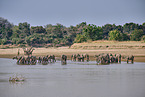 African Elephant