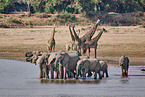 African Elephant