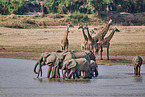 African Elephant