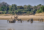 African Elephant