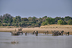 African Elephant