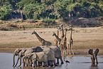 African Elephant