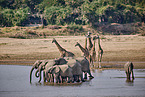 African Elephant