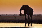 African Elephant