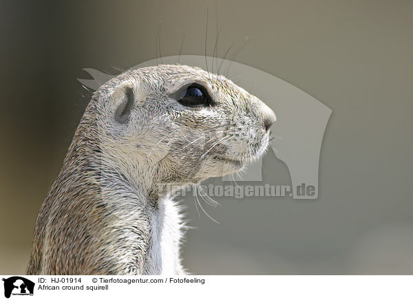Afrikanisches Borstenhrnchen / African cround squirell / HJ-01914