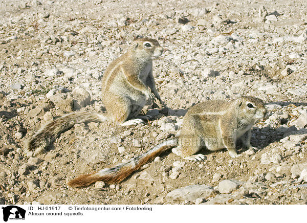 African cround squirells / HJ-01917
