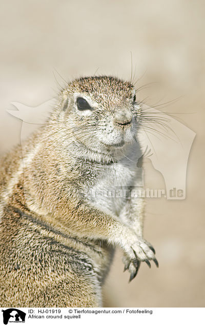 African cround squirell / HJ-01919