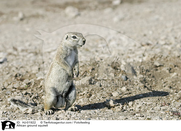 African ground squirell / HJ-01922