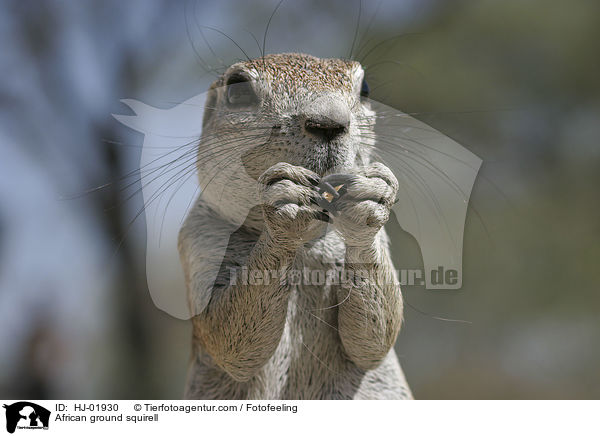 African ground squirell / HJ-01930