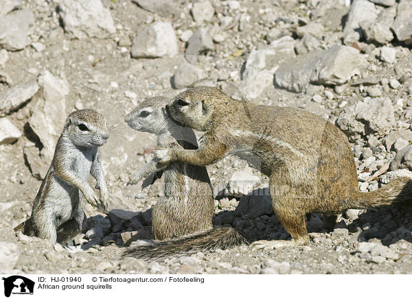 African ground squirells / HJ-01940
