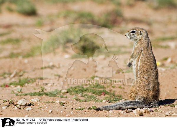 African ground squirell / HJ-01942