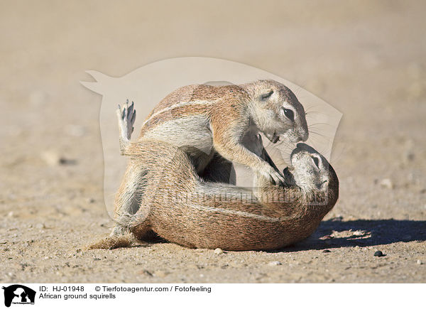 African ground squirells / HJ-01948