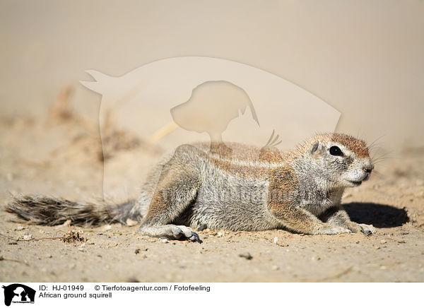 African ground squirell / HJ-01949