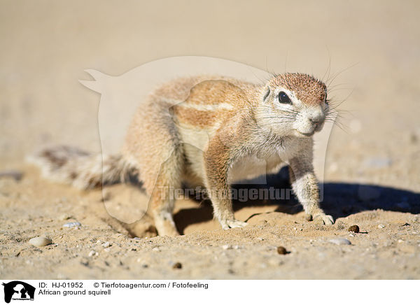 African ground squirell / HJ-01952